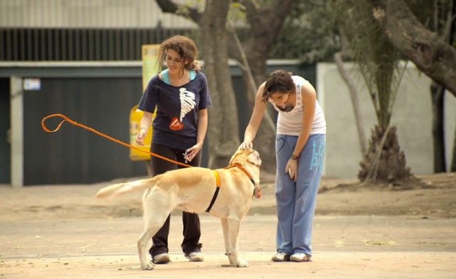 Rede de petshop +KOTA faz campanha com cães com donos invisíveis